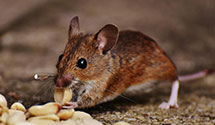 24 Hour & Emergency Exterminators in Hillsborough, NJ